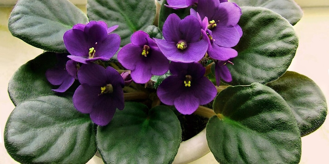 Фиалка с «секретом»: как угодить капризной сенполии и добиться шапного цветения