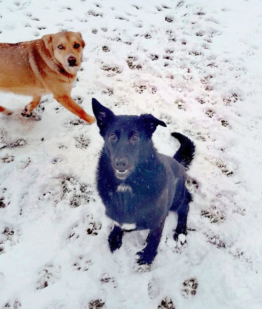 Весёлая шабака)