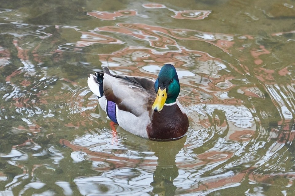    Из-за обмелений водоемов в ДНР сократилось количество зимующей утки-кряквы (архивное фото) Николай ОБЕРЕМЧЕНКО