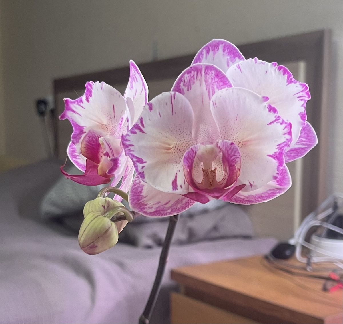 Champion lightning 2 eyes