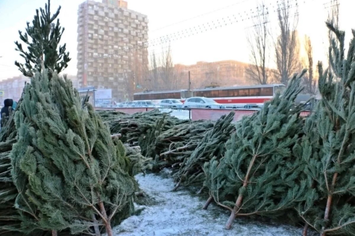    Цены на живые елки в Волгограде рухнули, но спрос не растет