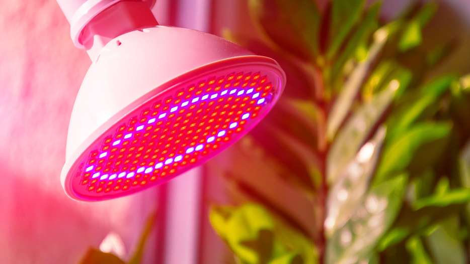 Раньше думал, что без специальных фитоламп хорошую рассаду не вырастить. 