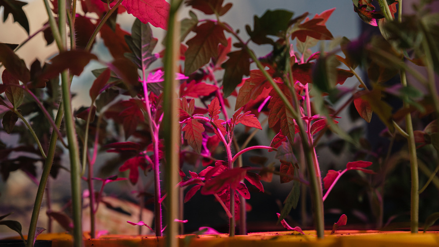 Разница в цене в 10 раз, а результат одинаковый