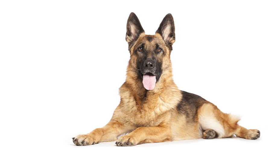 Мечта: немецкая овчарка