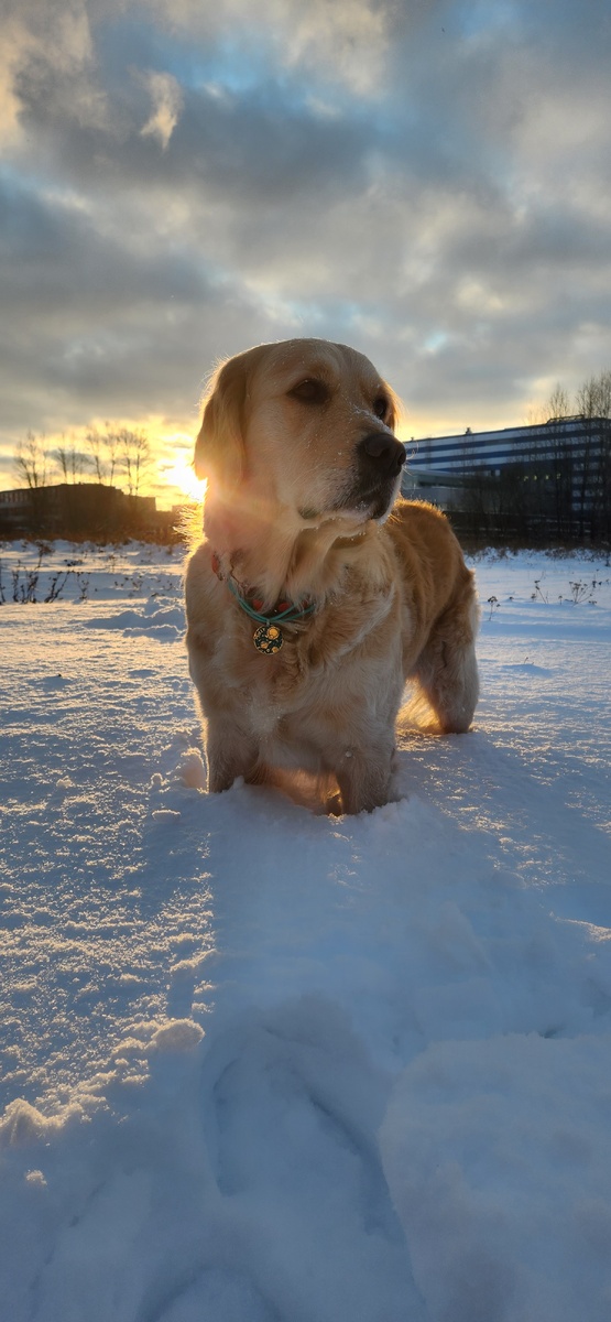 
Многие владельцы уверены:  «У собаки шерсть — она не замёрзнет».