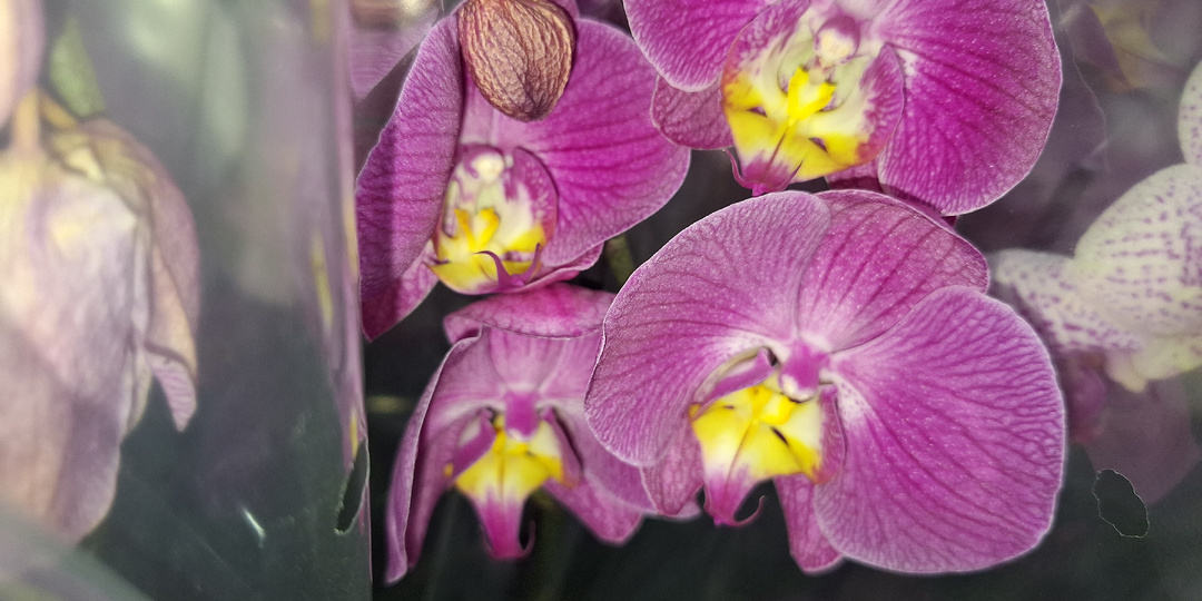 Цветы в Лемана ПРО: Ещё больше растений из Китая! Среди них ОРХИДЕИ, конечно же. И есть уценки!(20.12.25.)