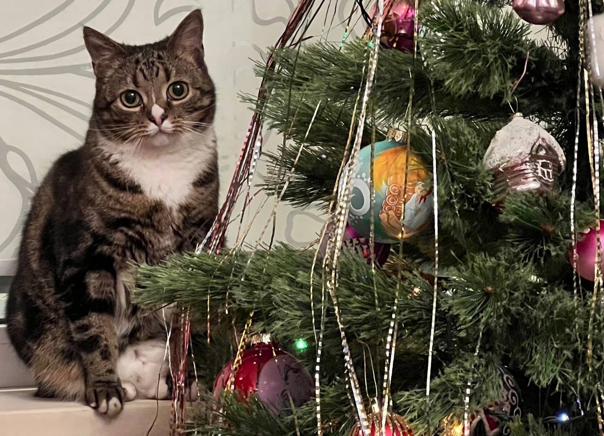 Фото: Neva.Today/Дарья Вовк