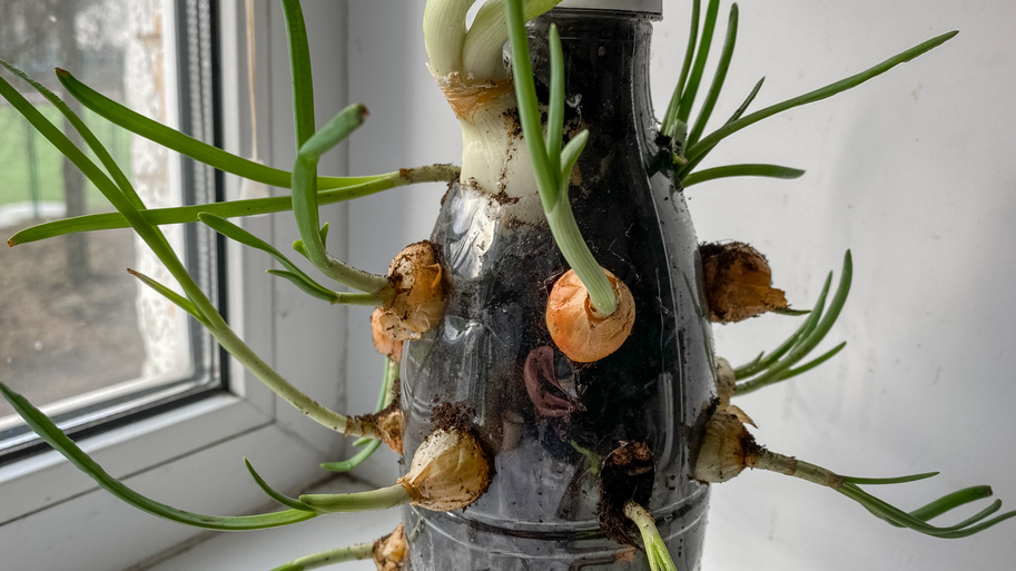 Выращивание зеленого лука дома