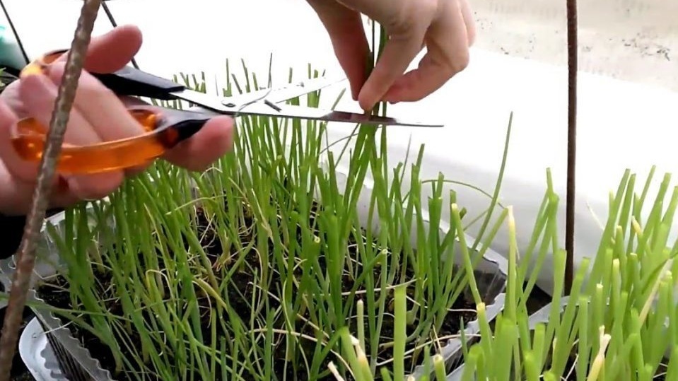 Результаты первой недели - разница в росте заметна невооруженным глазом