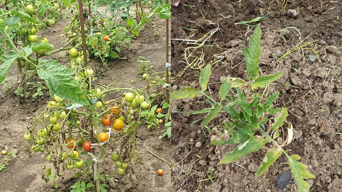 Так выглядели мои обычные сорта в июльскую жару - цветы есть, а завязей нет