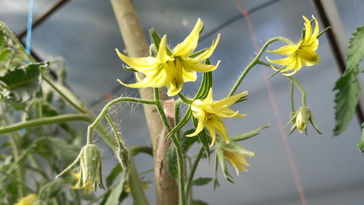 Жаростойкий сорт в +36°C