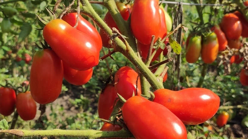 Выращиваю 7 жаростойких томатов в +40°C. Завязи не осыпаются
