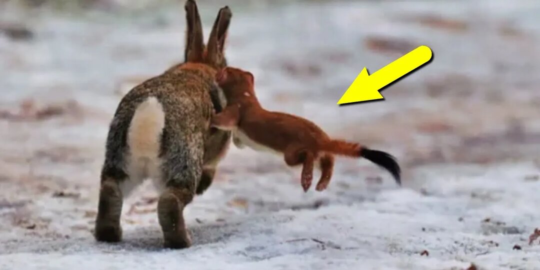 Мелкие, но очень свирепые! Самые маленькие хищники на планете!