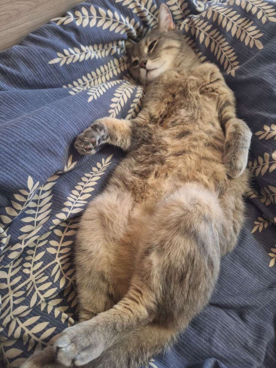 Считаю, что моему коту очень идёт имя Сына