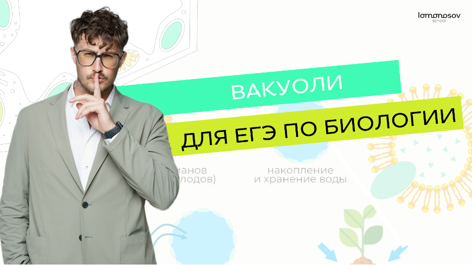 Вакуоли для ЕГЭ по биологии