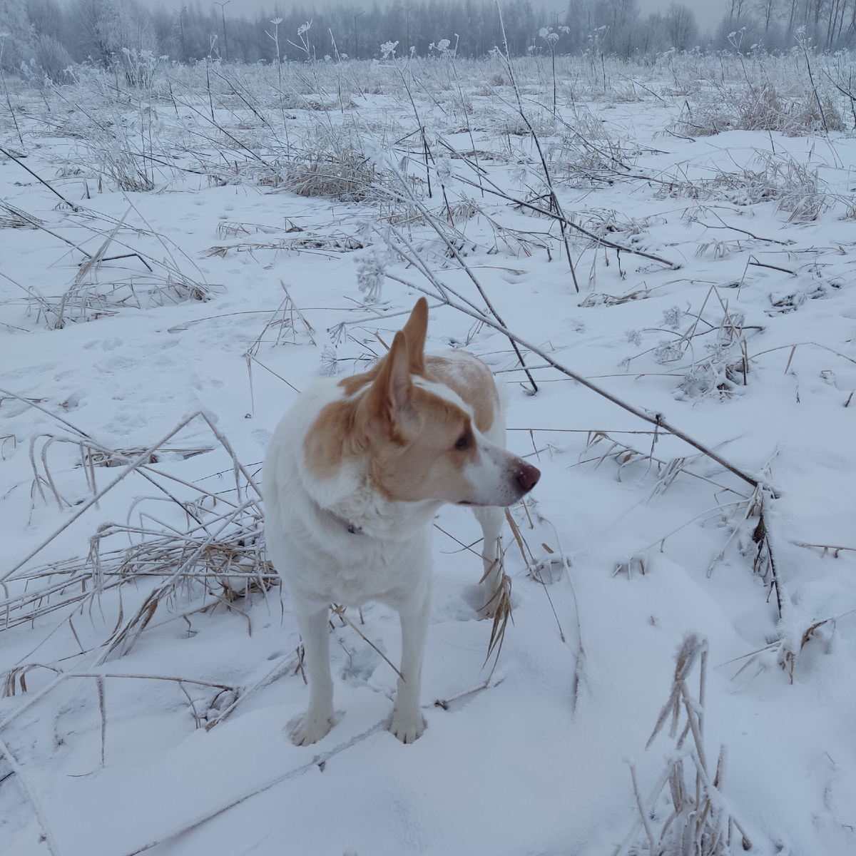 Снега пока мало, Ванесса обожает резвится  в снегу 🤗