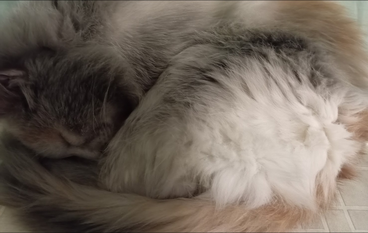 "Трёх шерстный"кот Стёпа🤭🤭🤭