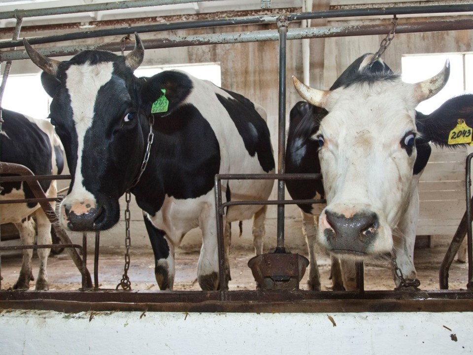    Фото: медиасток.рф