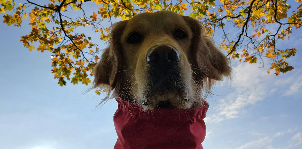 Как меняется психика собак в городских условиях: