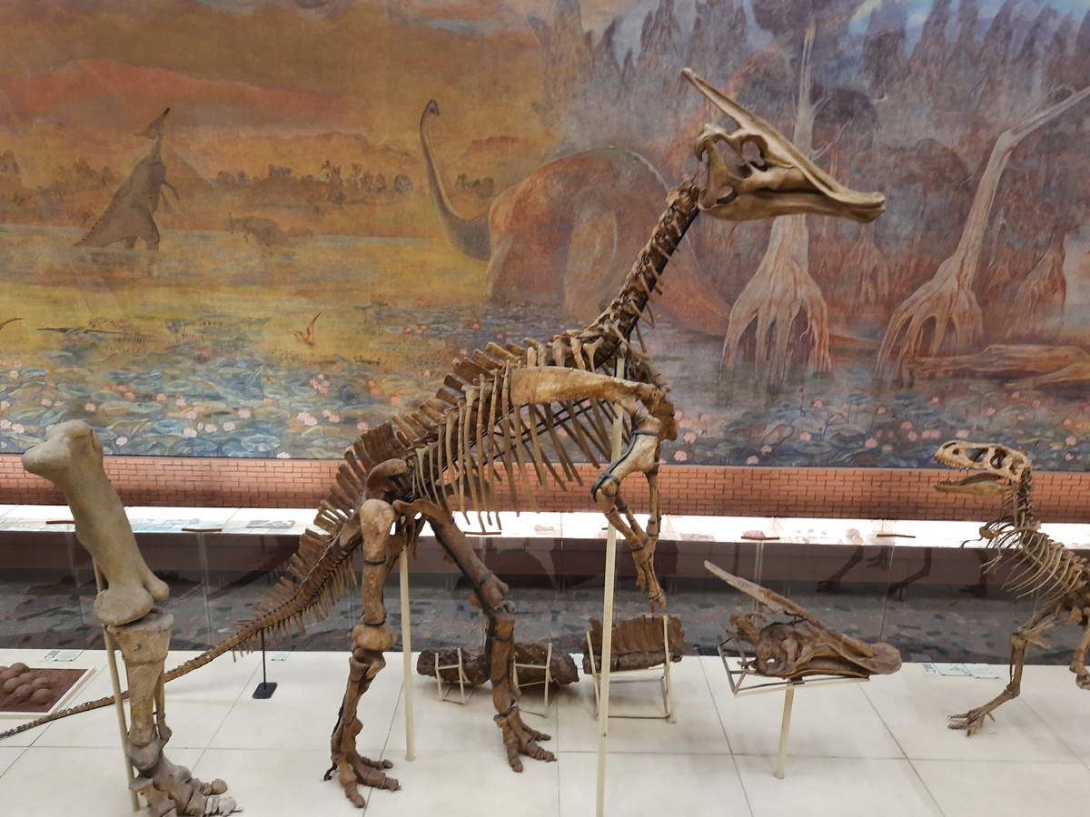 Скелет зауролофа, Монголия. Палеонтологический музей им. Ю.А. Орлова. Фото автора.
