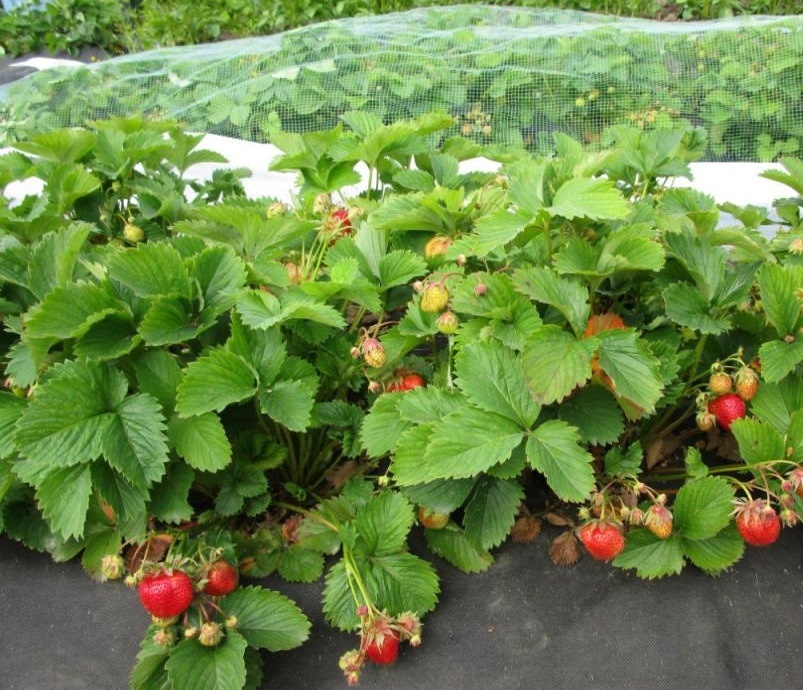 Садовая земляника Кармен
