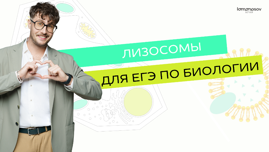 Лизосомы: органеллы внутриклеточного пищеварения