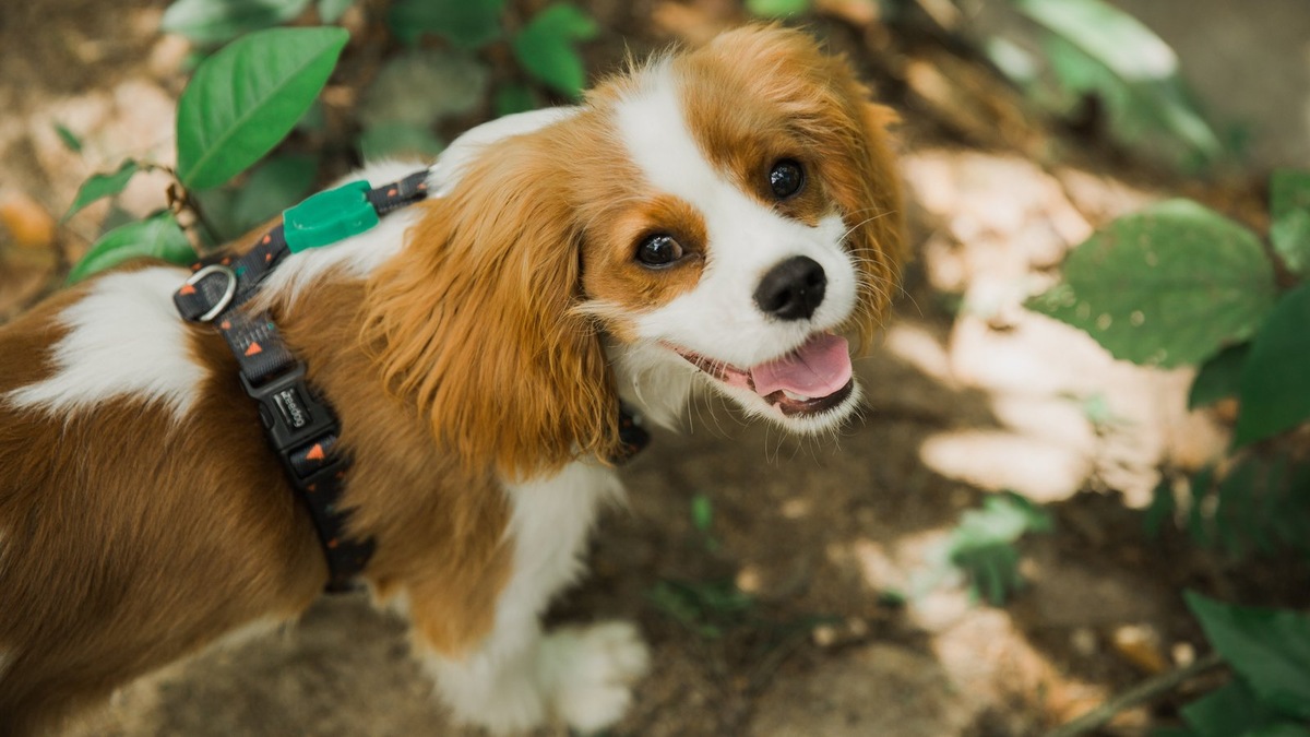    Нежная и общительная порода, чья история насчитывает столетия