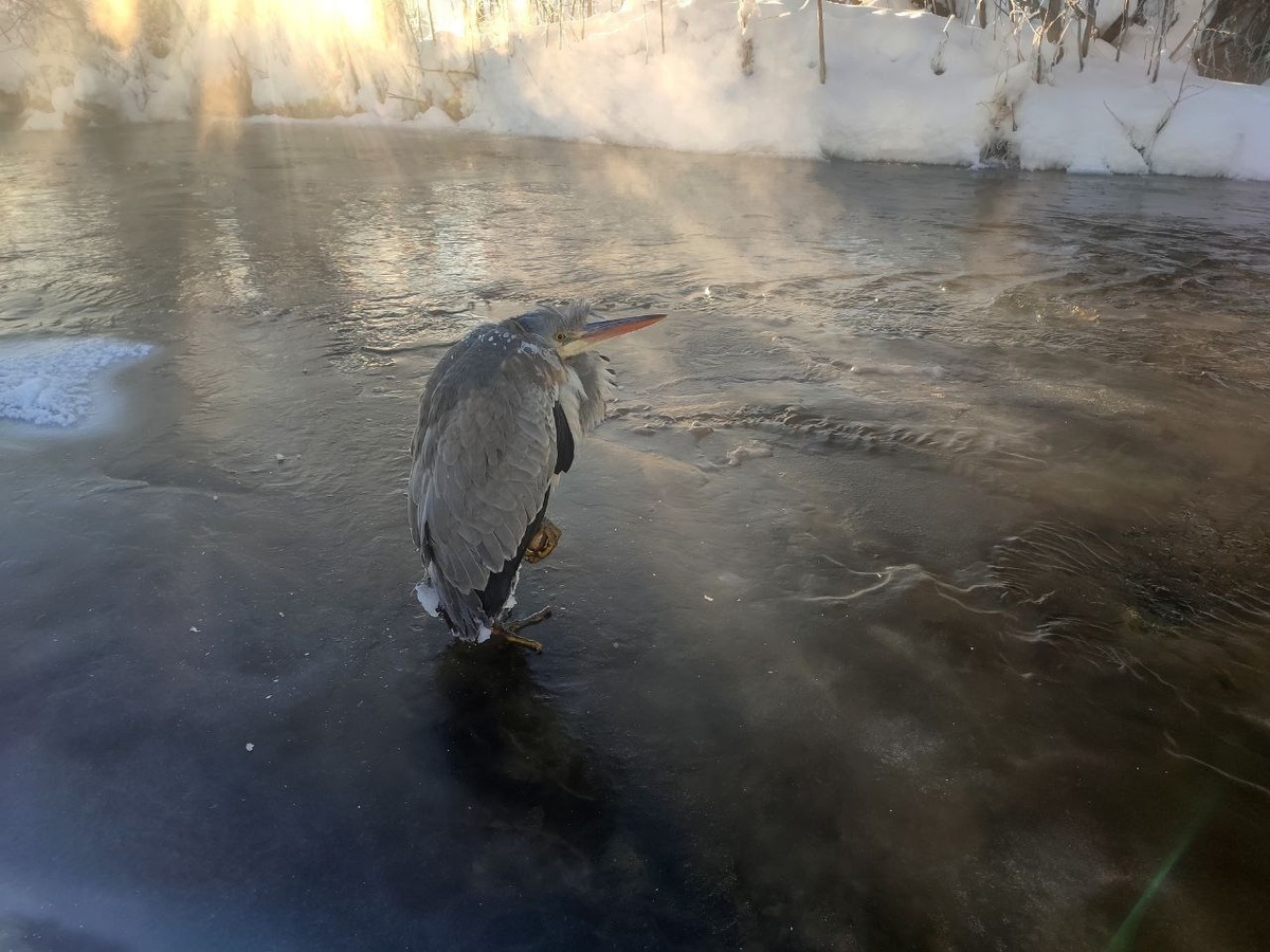    фото Полины Фарт/ vk.com/kamabirds