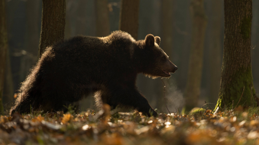    Фото: www.globallookpress.com/IMAGO/Ralf Kistowski