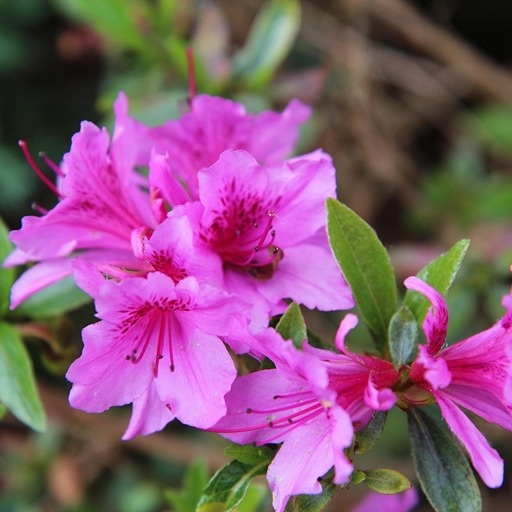    Азалия в горшке Кристина Борунова