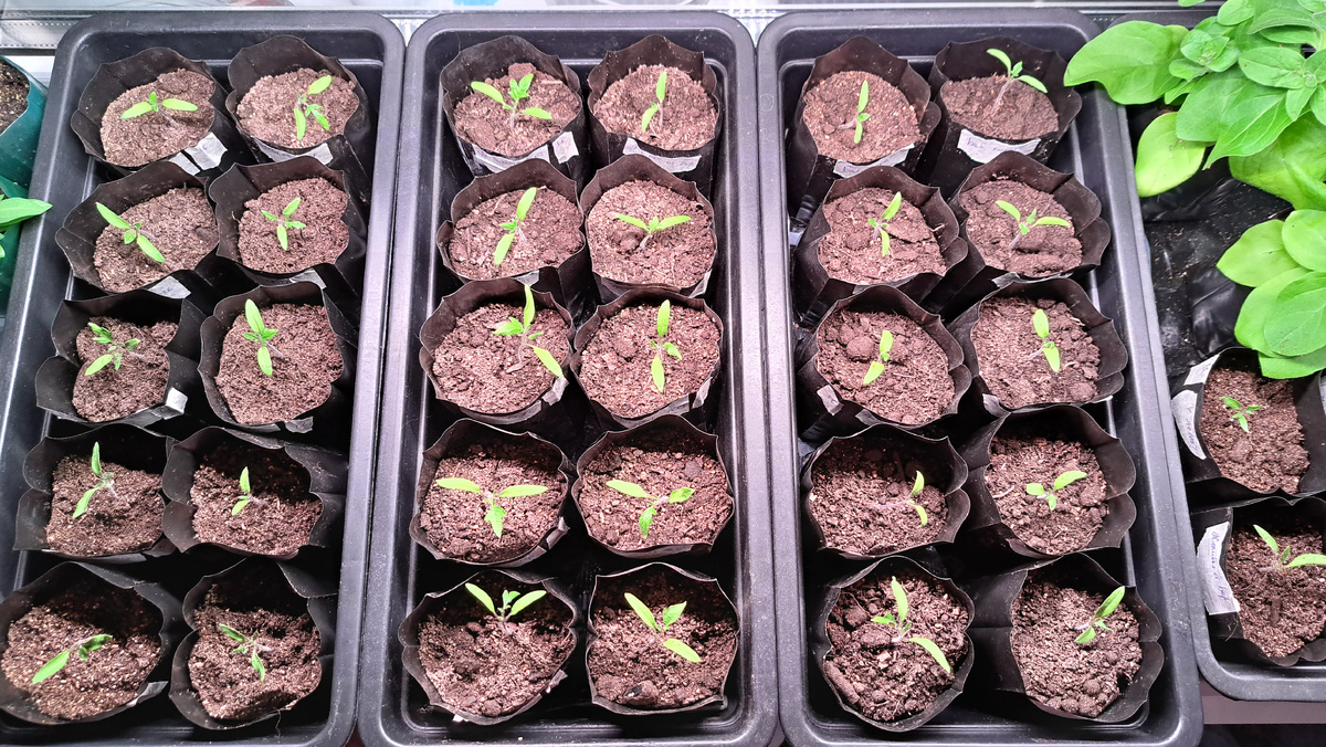 Все ёмкости стоят в общем поддоне, в который я наливаю воды