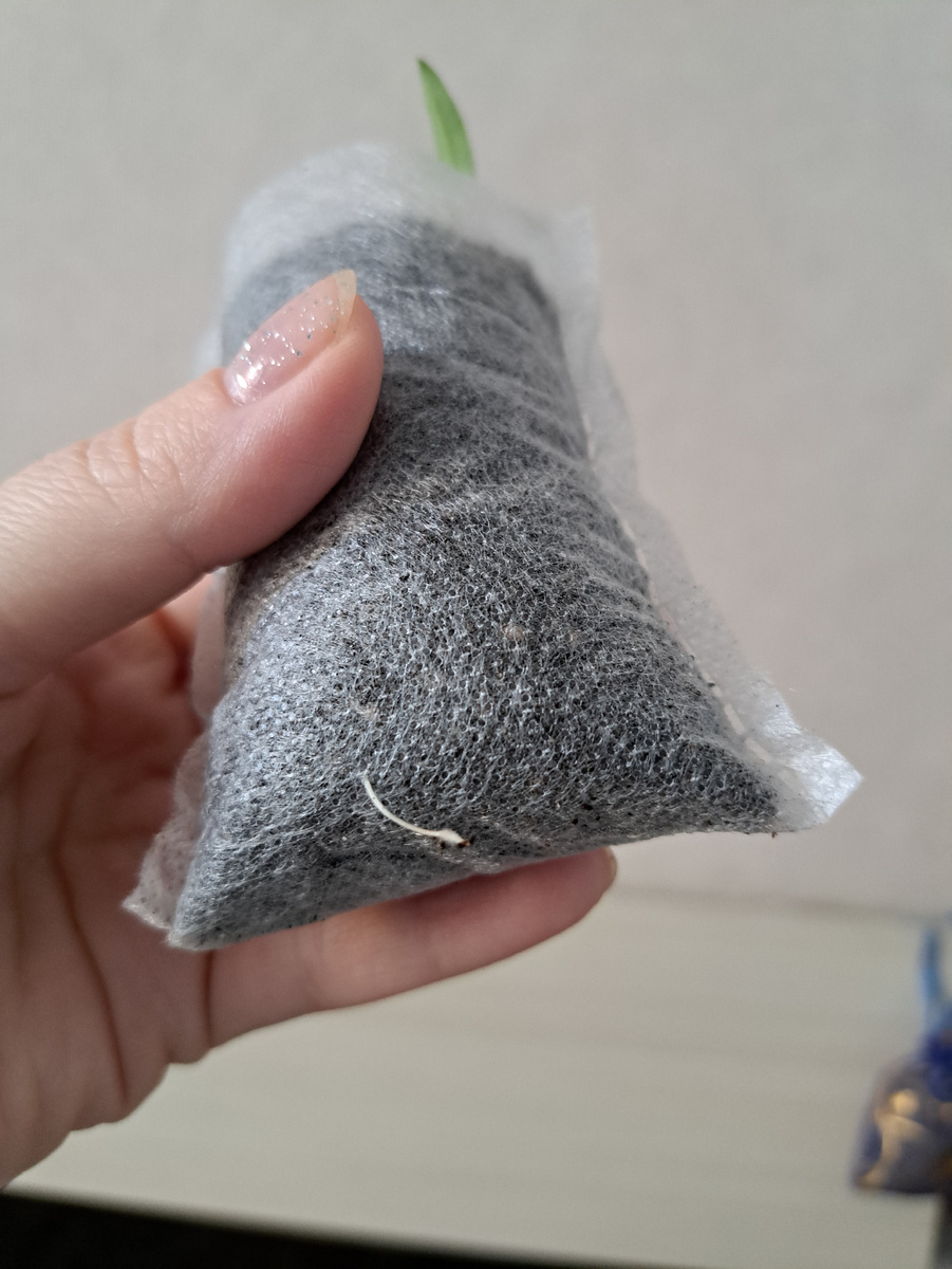 Вот так прорастает пьющий корень через агромешочек