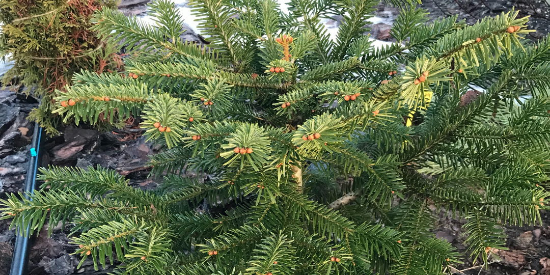 ПИХТА НОРДМАНА в Подмосковье. Скорость роста за 3 сезона !