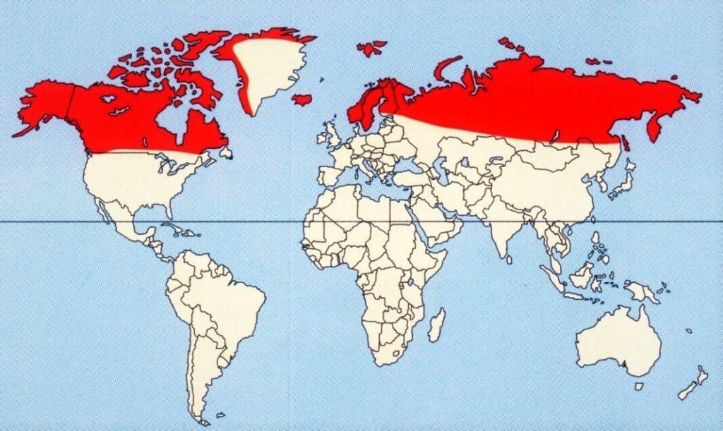 Карта ареала северного оленя (dzen.ru)