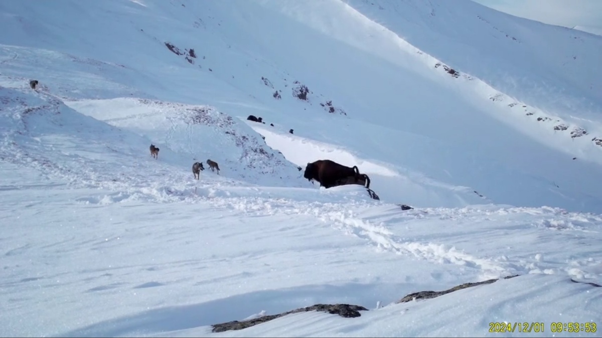 фото: кадр фотоловушек Кавказского заповедника  📷
