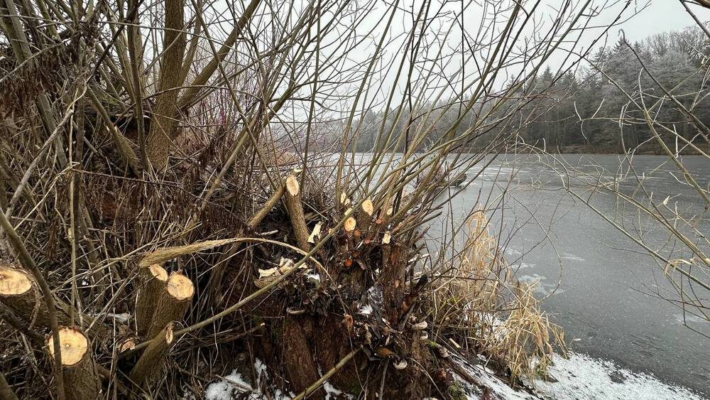     Фото: «Брянские новости»