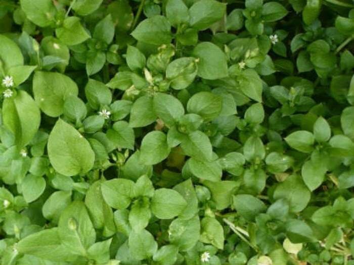 Звездчатка средняя, или мокрица (фото с блога "Лесная кладовая")