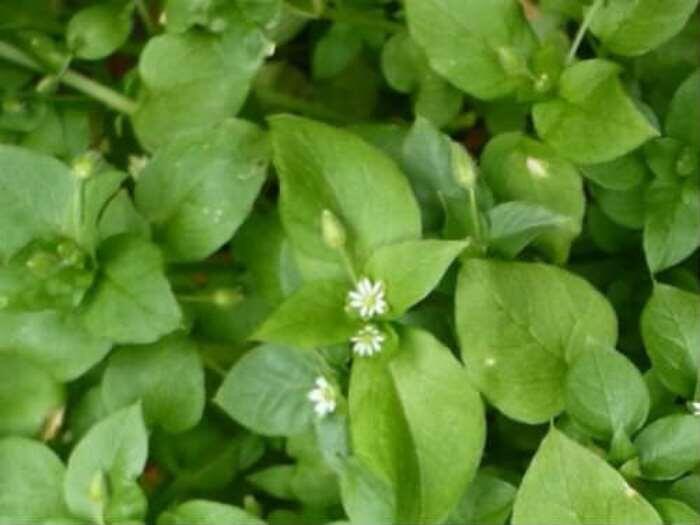 Листья и цветки звездчатки средней (фото с блога "Лесная кладовая")