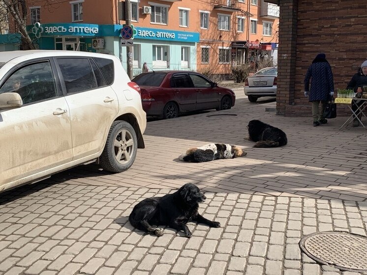     Фото принадлежит "МК в Туле"