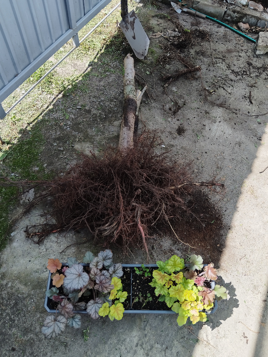 Я два месяца собиралась с духом, чтобы выкопать эту тую (ящик 60см). Ничего, справилась