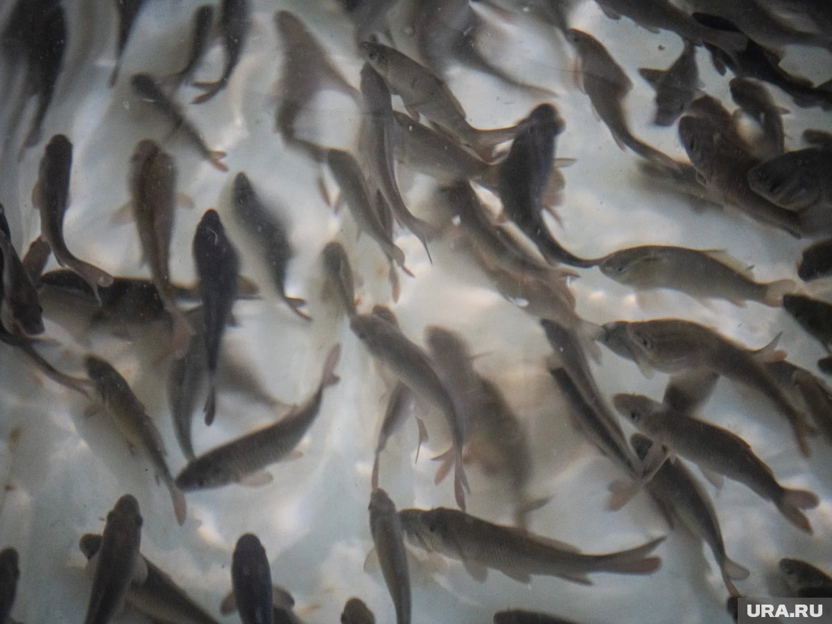     Проблемный рыбокомбинат в Ханты-Мансийске планируют достроить в третьем квартале 2026 года