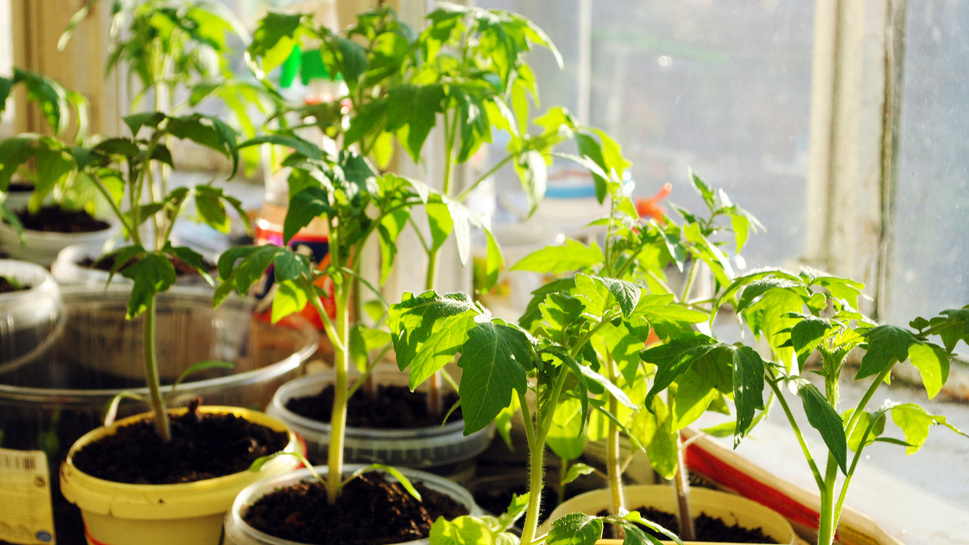 Рассада после обработки янтарным коктейлем