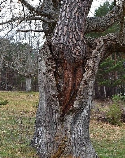 Сосновый дуб - удивительный симбиоз природы в Испании