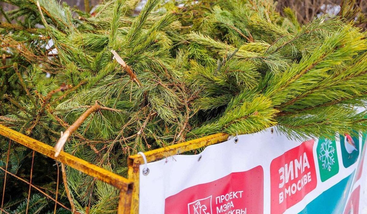     Елки. Источник: mos ru Автор фото: Пресс-служба Мэра и Правительства Москвы