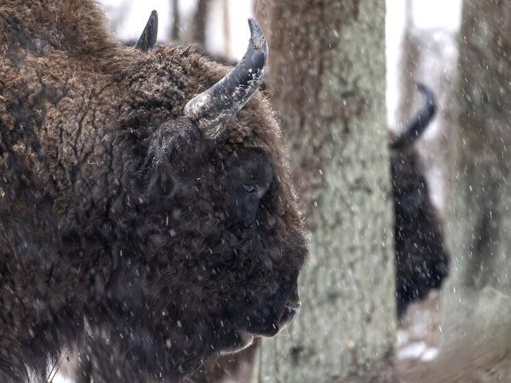     Фото: Виталий Горшков/ТГ-канал "Калужские засеки"