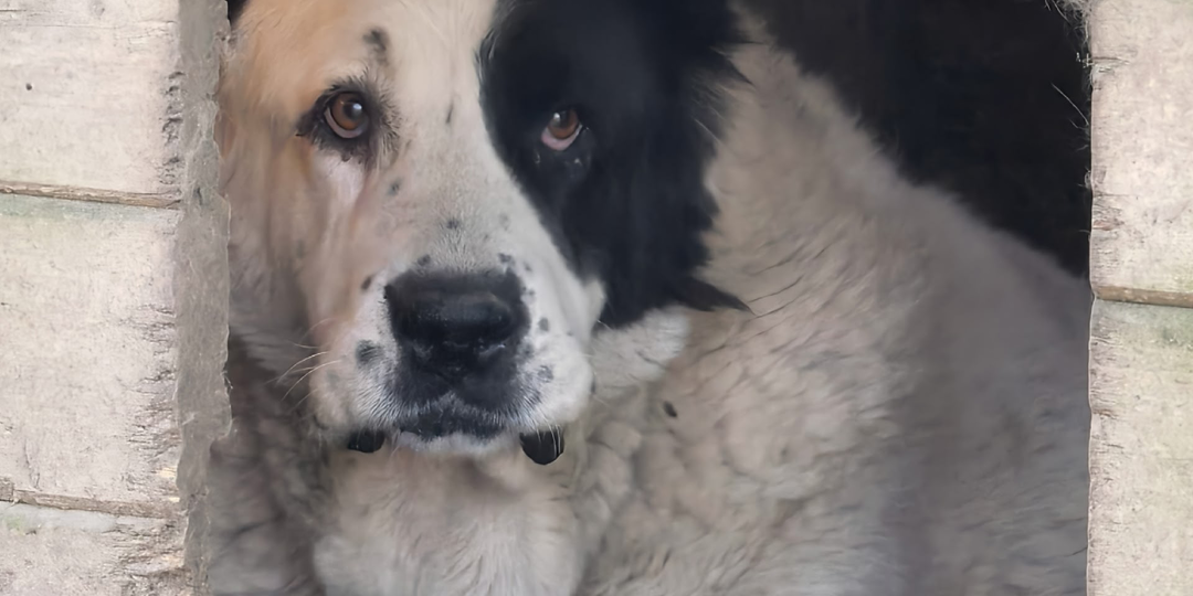 И ещё одна беда на наши головы! Кричим о помощи!