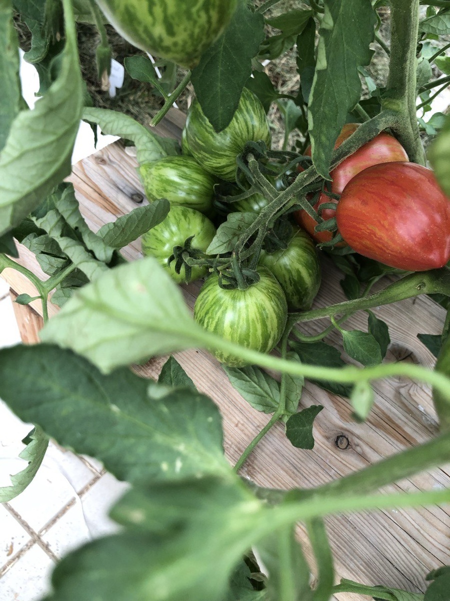 23 июня теплица 