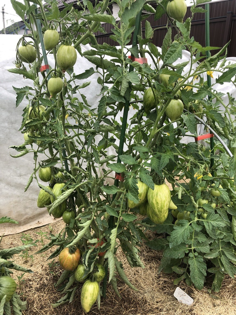 5 июля 2023 года