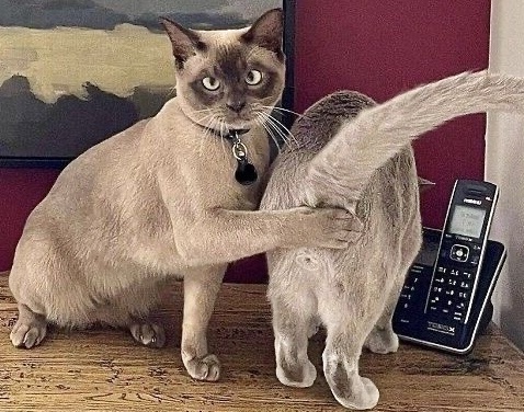 Пушистые дуэты в 10 милых (и смешных) кадрах