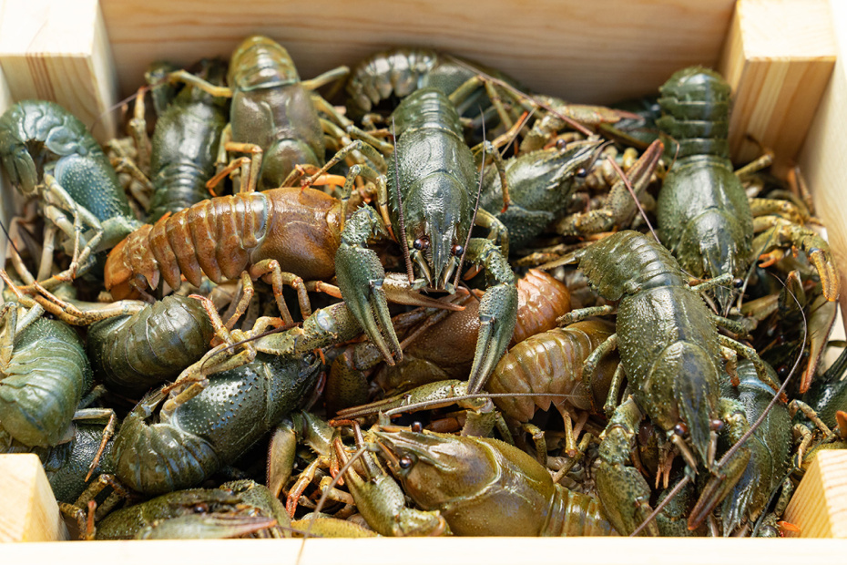    Shutterstock/FOTODOM